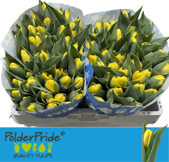 <h4>TU EN FIREFLY</h4>