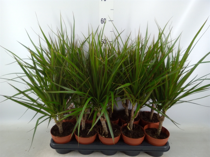 <h4>Dracaena marg.</h4>