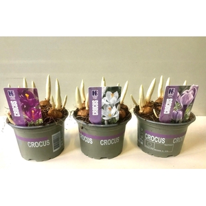 Crocus gemengd