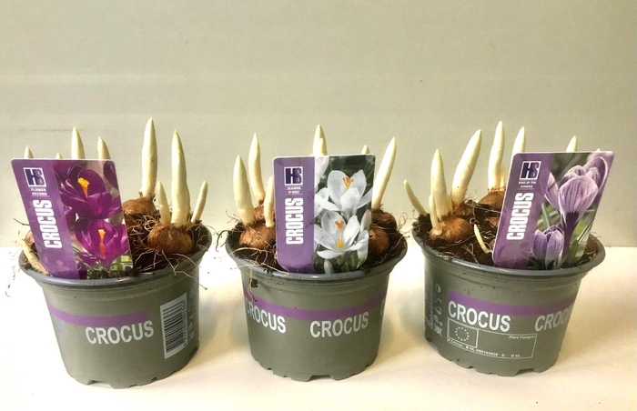 <h4>Crocus gemengd</h4>
