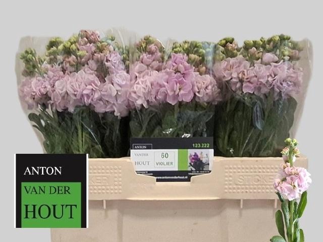 <h4>MATTH IRON CHERRY BL</h4>