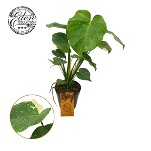 Monstera Thai constellation 15cm