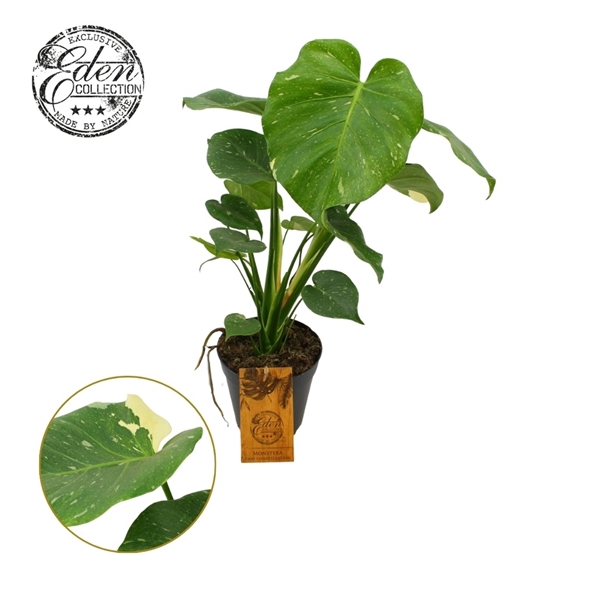 <h4>Monstera Thai constellation 15cm</h4>