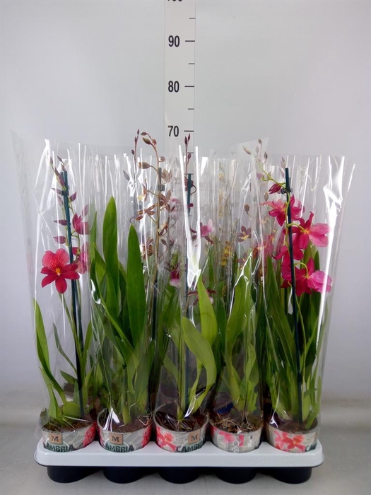 <h4>Cambria   ...mix</h4>