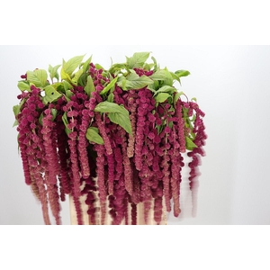Amaranthus Caudatus Rosary