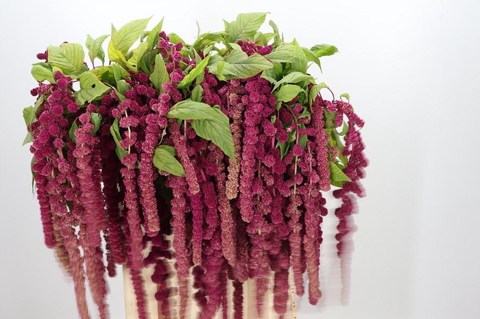 <h4>Amaranthus Caudatus Rosary</h4>