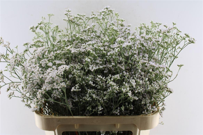 <h4>Lim Casp White Neto</h4>