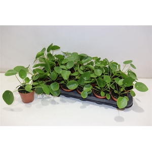 Pilea Peperomioides