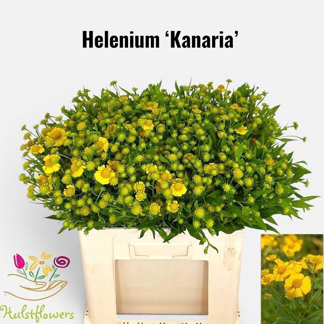 <h4>HELEN KANARIA</h4>