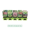 Heuchera