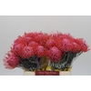 Nutans Painted Pink