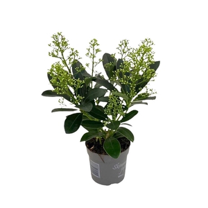 Skimmia jap. 'Finchy'