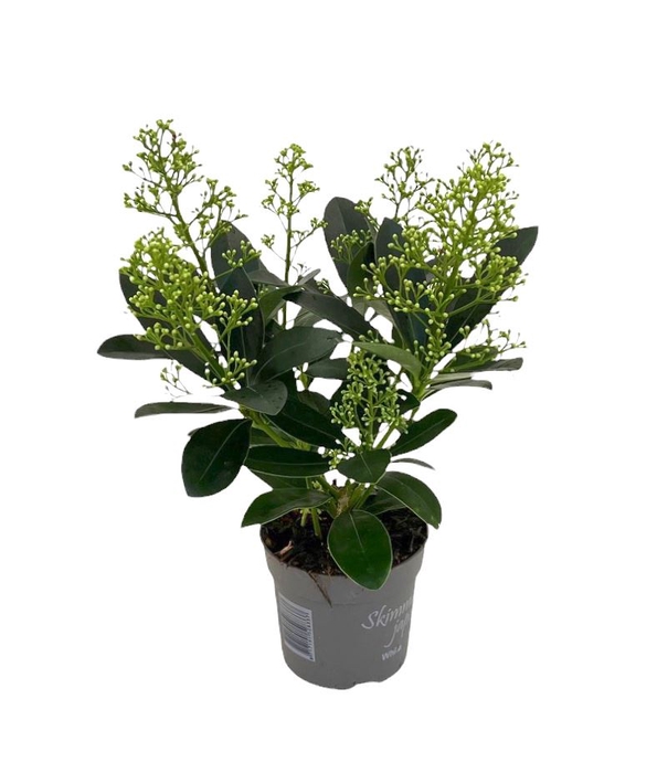 <h4>Skimmia jap. 'Finchy'</h4>