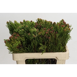 Kaaps Groen Brunia Fragarioides (Clusterstar)