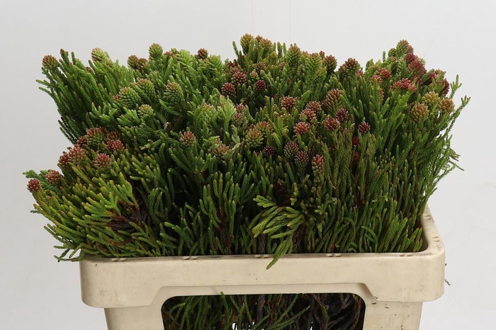 <h4>Kaaps Groen Brunia Fragarioides (Clusterstar)</h4>