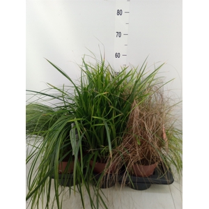Carex   ...mix