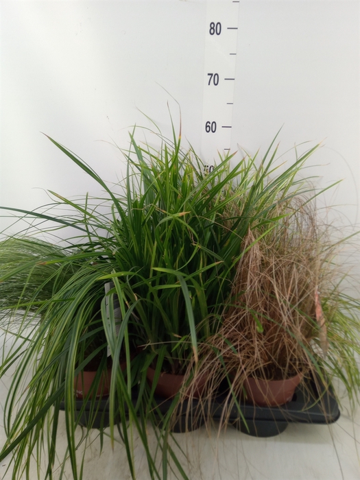 <h4>Carex   ...mix</h4>