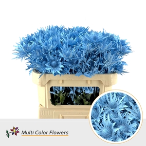 Eryngium Blauw Licht