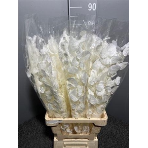 Dr Lunaria Dry Bleached