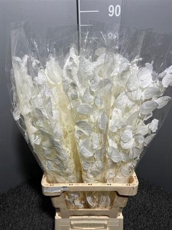 <h4>Dr Lunaria Dry Bleached</h4>
