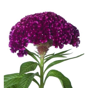 Celosia Cristata Grp overig