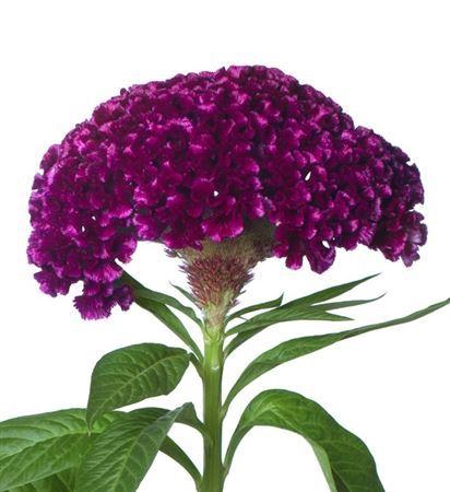 <h4>Celosia Cristata Grp overig</h4>