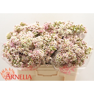 Chamelaucium Morning Delight