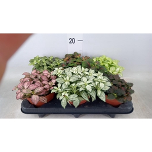 Fittonia   ...mix