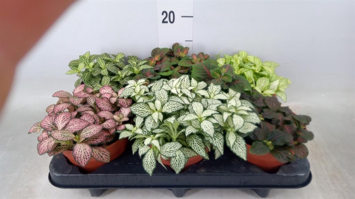 <h4>Fittonia   ...mix</h4>