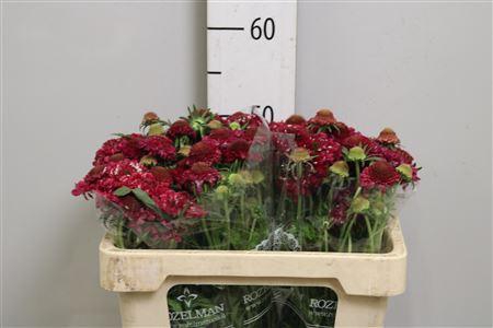 <h4>Scab At Raspberry Scoop</h4>