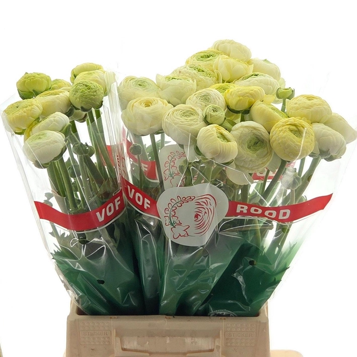 <h4>Ran Aazur Cream</h4>