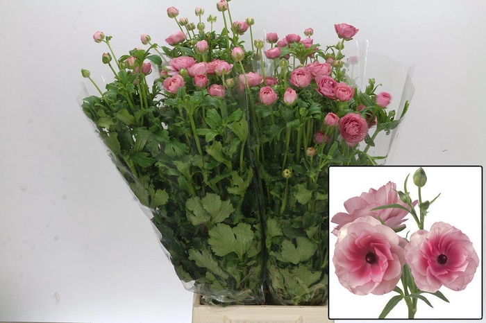 <h4>RAN BUTTERFLY HERA</h4>