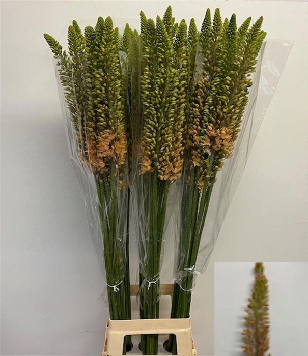 <h4>EREMURUS ROBUSTUS</h4>