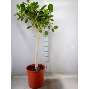 Ficus   ...
