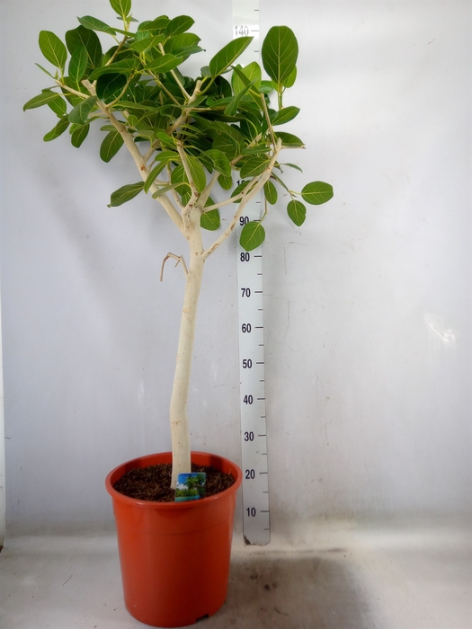 <h4>Ficus   ...</h4>