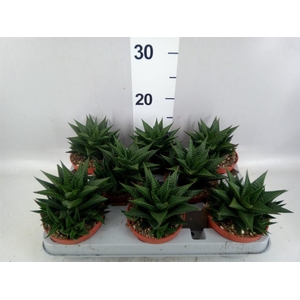 Haworthia limifolia