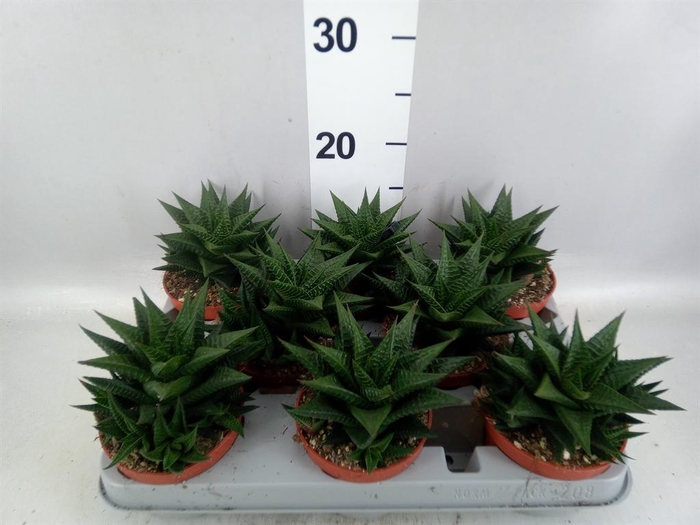 <h4>Haworthia limifolia</h4>