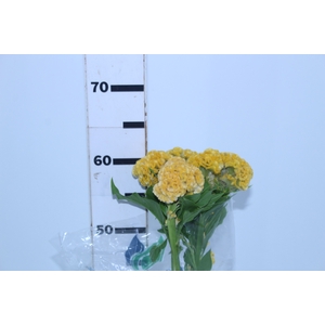 CELOSIA GOLD CHIEF 060 CM AMARELO