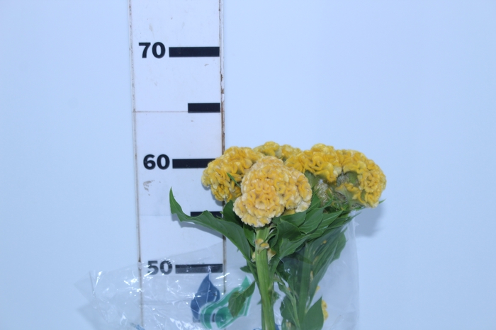 CELOSIA GOLD CHIEF 060 CM AMARELO