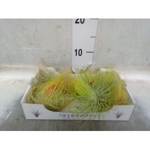 Tillandsia