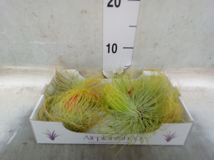 <h4>Tillandsia</h4>