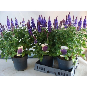 Salvia   ...