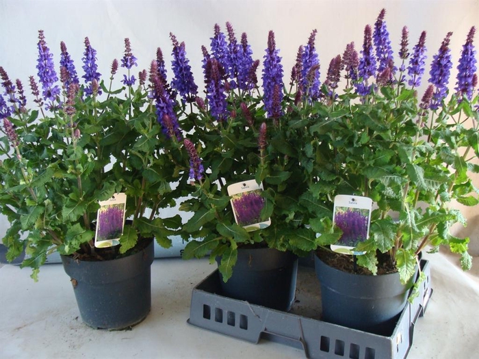 <h4>Salvia   ...</h4>