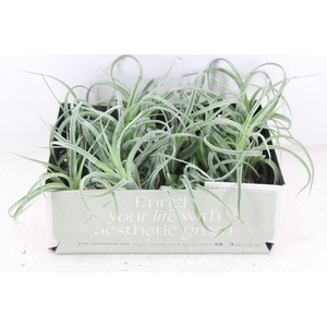 arr3 CP - Till. Curly bonsai x20