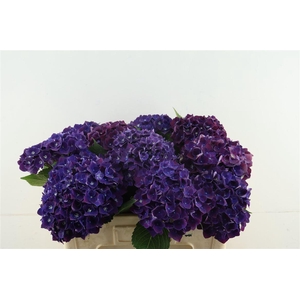 Hydr M Mon Amour Purple 50-16