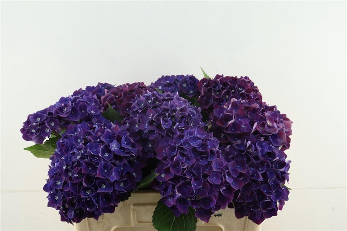 <h4>Hydr M Mon Amour Purple 50-16</h4>