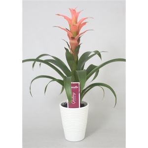 Guzmania Melissa in wit ribbel keramiek