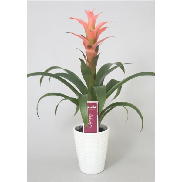 <h4>Guzmania Melissa in wit ribbel keramiek</h4>