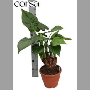 ALOC CUCULLATA