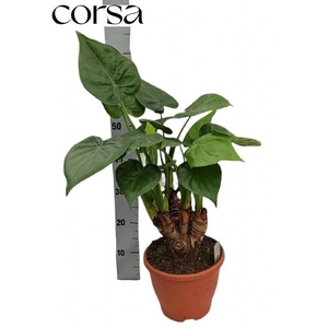 ALOC CUCULLATA